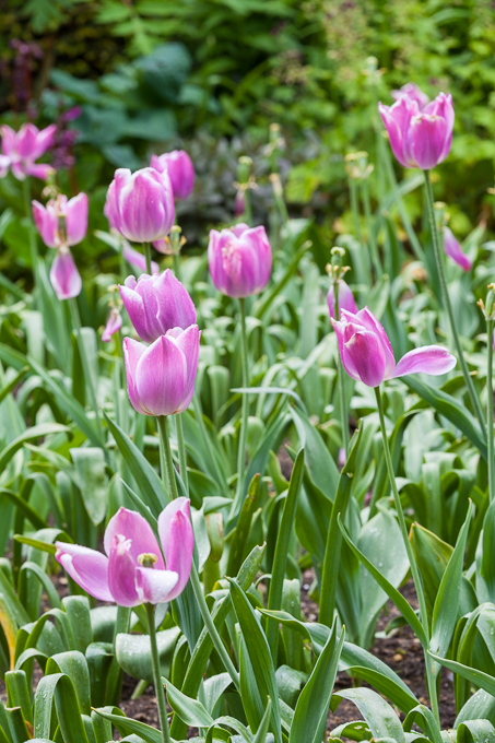 Hidcote 2015 (10)